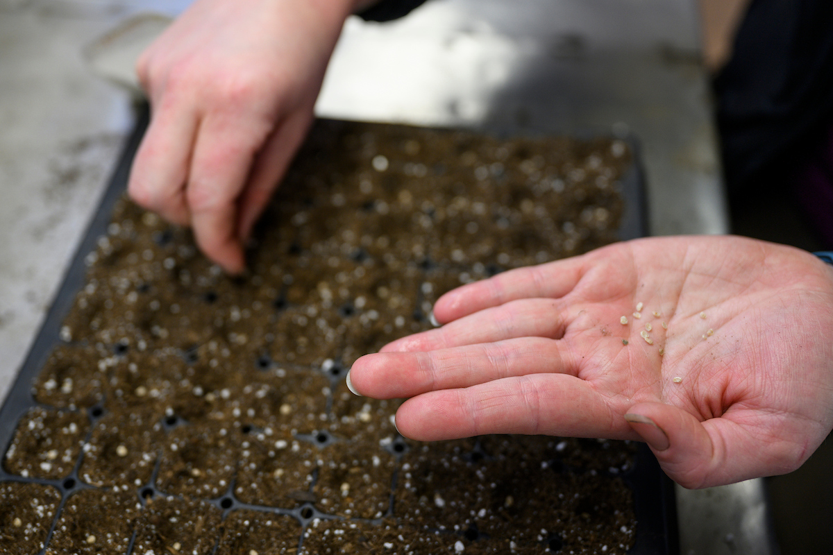A close up of hands, one is palm up and holding small seeds while the other places seeds carefully in a tray of dirt.