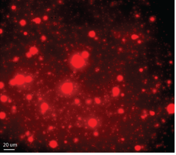 Studying vesicles could reveal insight on the origins of life