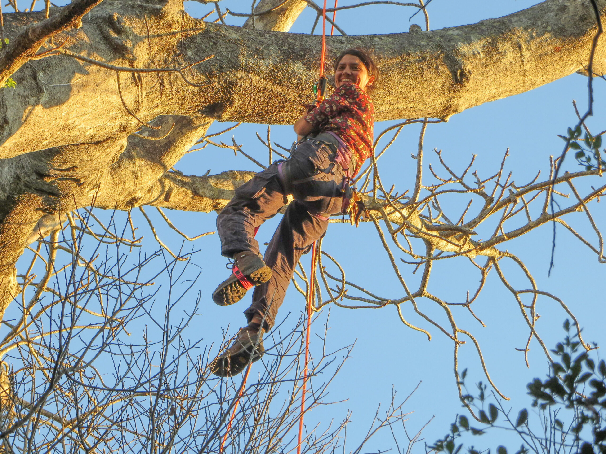 A person hanging high up in a tall tree while wearing a climbing harness attached to a rope.