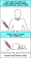 Figure 13.15. Serum from some patients with autoimmune disease can transfer the same disease to experimental animals.