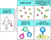 Figure 13.18. Autoimmune disease caused by antibodies also requires autoreactive T cells.