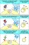 Figure 13.19. Autoreactive helper T cells of one specificity can drive the production of autoantibodies with several different specificities, in a phenomenon known as antigen spreading.