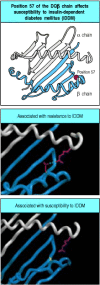Figure 13.6. Amino acid changes in the sequence of an MHC class II protein correlate with susceptibility to and protection from diabetes.
