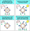 Figure 13.9. Feedback regulation of thyroid hormone production is disrupted in Graves' disease.